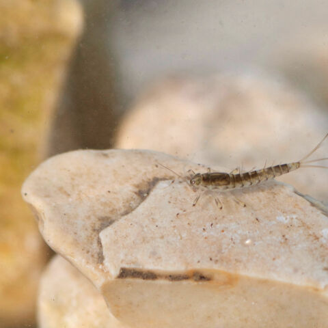 Ma baetidae 17032020 rodersdorf 3