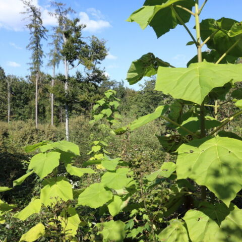 Paulownia tomentosa IMG 9370