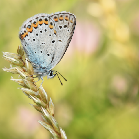 Plebejus argyrognomon