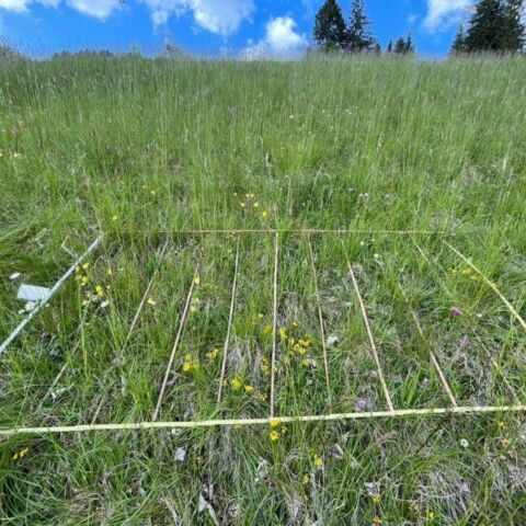 Dar w 3u210531 bf Kopie