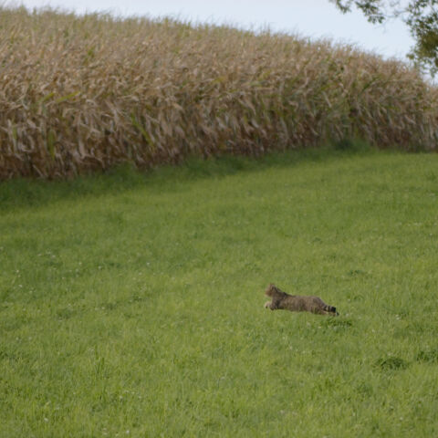 Felcfsyl 22 09 2017 Flueh 1