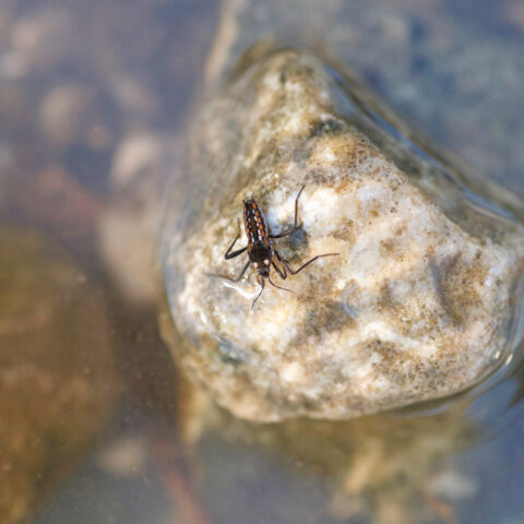 Gerridae imm 17032020 rodersdorf 1