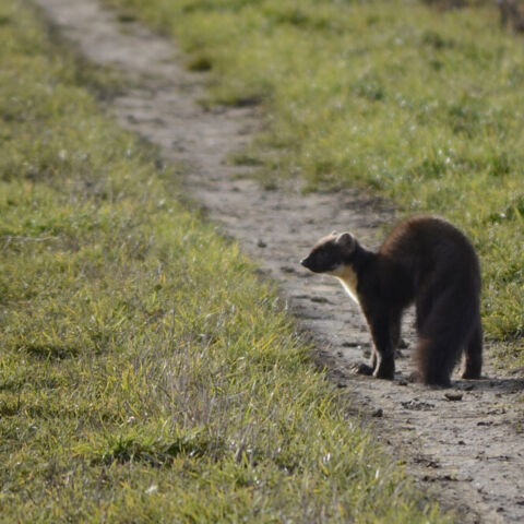 Marmar 25122017 Rodersdorf 1